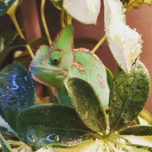 💜 - Picture 6 of 6